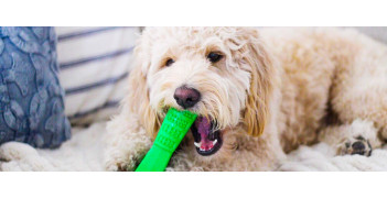 Bristly - инновационная зубная щетка для собак